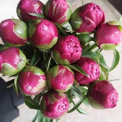 Red Peony Fresh Cut Flowers